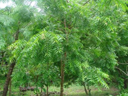 neem-tree