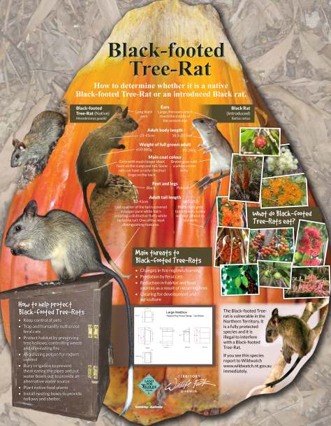 Black-footed Tree-rat poster-proof1